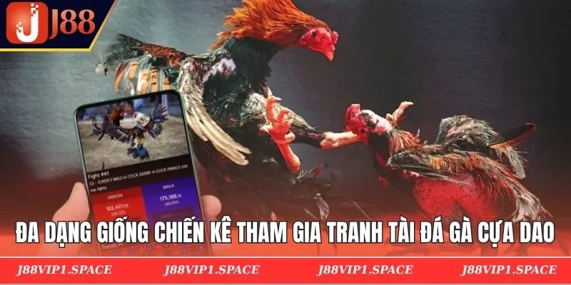 Đa dạng giống chiến kê tham gia tranh tài đá gà cựa dao