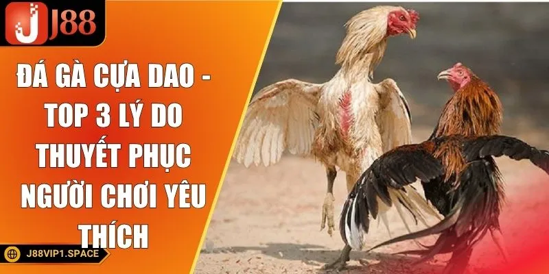 Đá Gà Cựa Dao - Top 3 Lý Do Thuyết Phục Người Chơi Yêu Thích