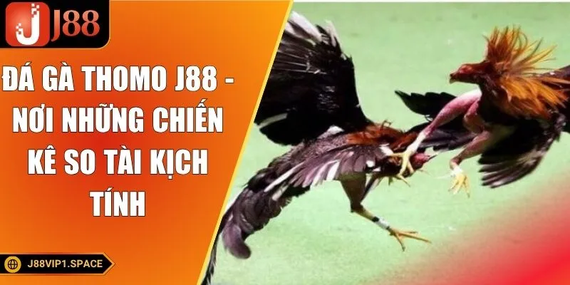 Đá Gà Thomo J88 - Nơi Những Chiến Kê So Tài Kịch Tính
