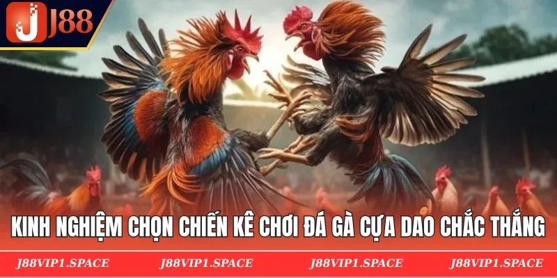 Kinh nghiệm chọn chiến kê chơi đá gà cựa dao chắc thắng