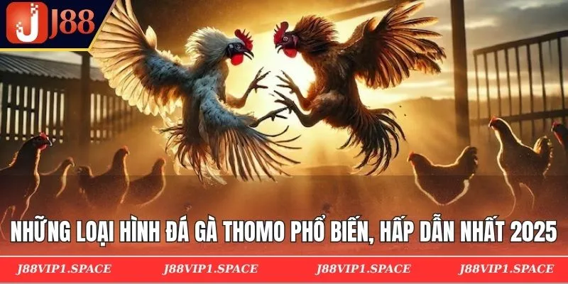 Những loại hình đá gà Thomo phổ biến, hấp dẫn nhất 2025