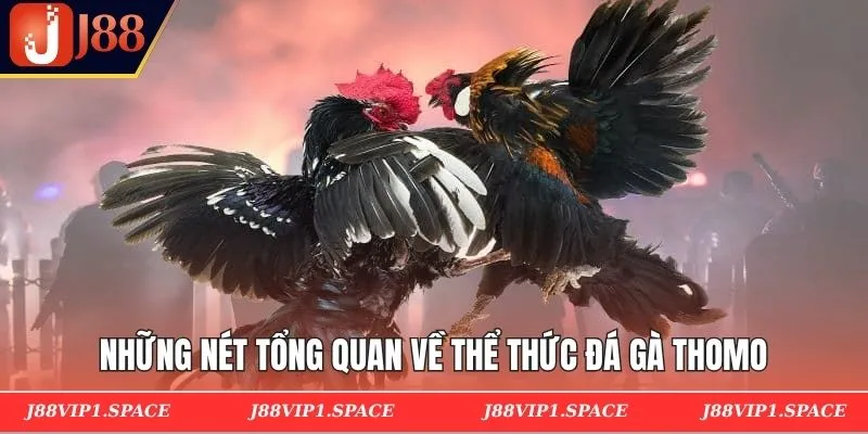 Những nét tổng quan về thể thức đá gà Thomo